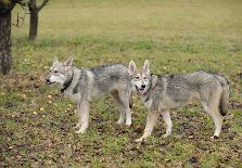 DSC_4916 links Dante, rechts Dastan