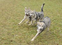 DSC_4946 Dante, Yasha und Dastan