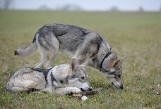 DSC_9225 Yasha und Amak
