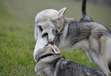 DSC_9251 Amak und Yasha kuscheln