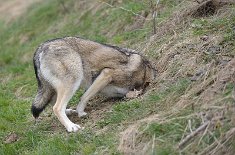 DSC_9259 Shaya ist auf Schatzsuche *gg*
