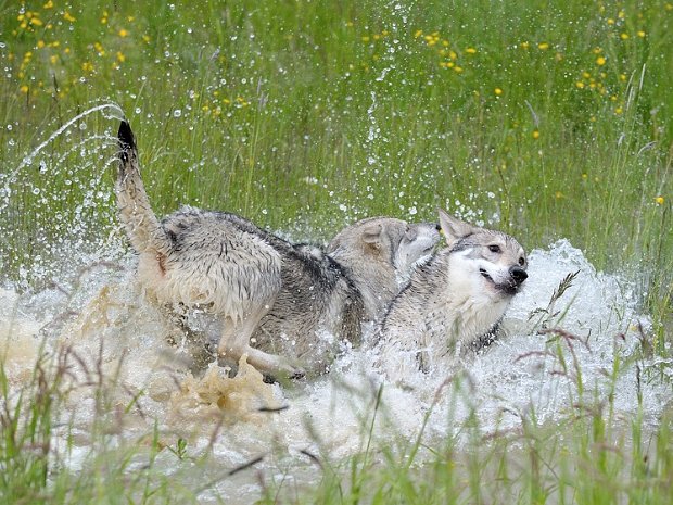 02-06-2013 Besuch von Kenai und Nimueh (Teil 3)