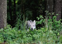 DSC_1533 Kenai