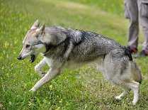 DSC_1564 Kenai ist übermütig :)