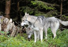 DSC_1574 Kenai und Yasha