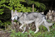 DSC_1577 Kenai