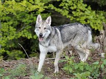 DSC_1579 Kenai