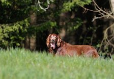 DSC_0738 Frodo