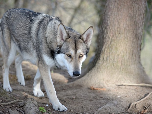 29-03-2014 Besuch von Dante (Teil 1) Ende März hatten wir jede Menge Hunde- und Menschenbesuch :). Der erste Besucher war Shaya's Sohn Dante aus unserem...