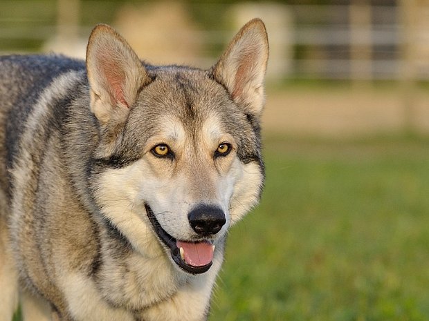 29-03-2014 Besuch von Nocona (Teil 2) Das ist Teil 2 von 3 von dem "Hundewochenende" :). Melanie, die Besitzerin von Shaya's Bruder Nocona aus unserem B-Wurf,...