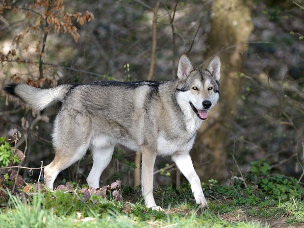 30-03-2014 Besuch von Nocona (Teil 3) Das ist der dritte und letzte Teil vom "Hundewochenende" ;). Morgens haben wir nach dem Frühstück noch ein paar Photos...