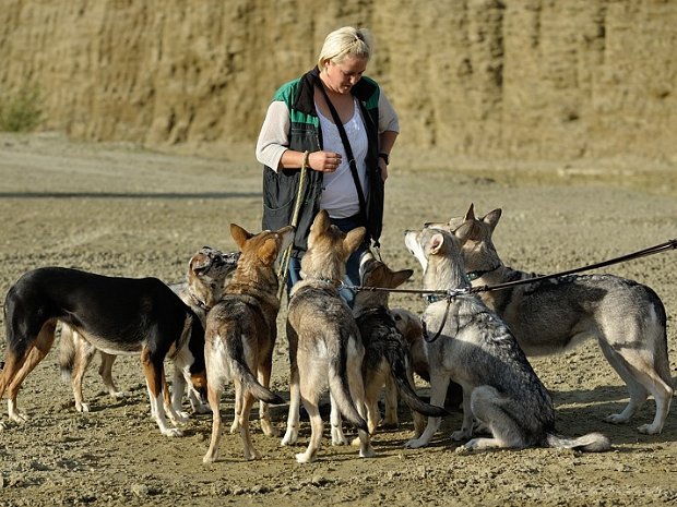 17-08-2014 Haifischzahngrube mit Aska + Rudel Mitte August 2014 haben wir einen kleinen Spaziergang zusammen mit einer Bekannten und ihren Hunden - u.a. eine SWH...