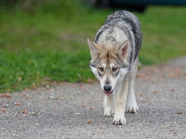 13-09-2014 Treffen mit Enisha und erstes Kennenlernen von Gino Mitte September 2014 fand eine Spezialzuchtschau für Saarlooswolfhonde von niederländischen Verein AVLS statt, an der...