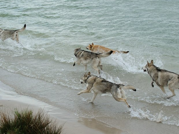 09-05-2015 Treffen mit Yari, Bowie, Dusty und Leo an einem See (Teil 1)