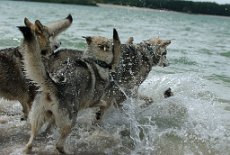 DSC_0929 *ups* Leo ist untergetaucht!
