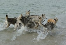 DSC_0931 Aber da isser wieder - nix passiert, er grinst immer noch!