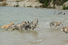 DSC_0959 die Hundebande hatte sooo viel Spaß!