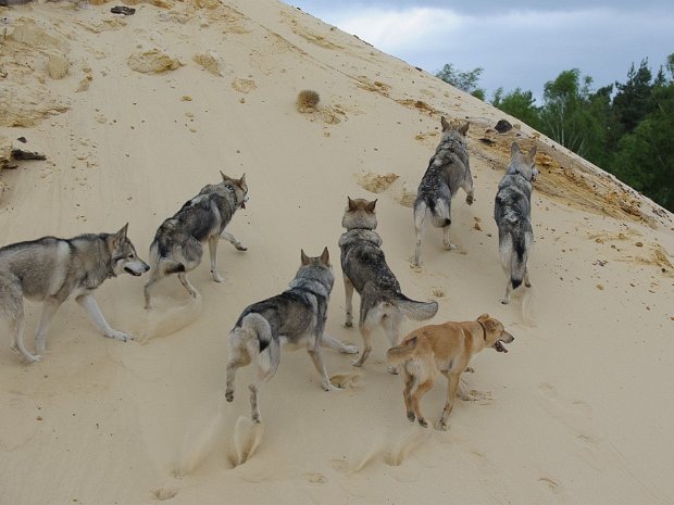 09-05-2015 Treffen mit Yari, Bowie, Dusty und Leo an einem See (Teil 3)
