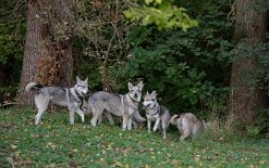 DSC_7560 die Hunde an einem Bachufer