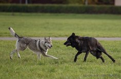 DSC_4060 Yasha und Lokhim