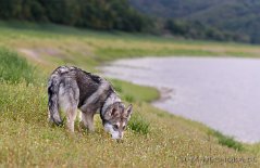 DSC_6049 Yuma
