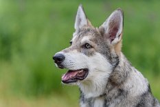 DSC_6070 Yuma