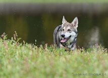 DSC_6074 Yuma