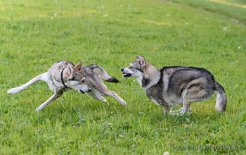DSC_9739 ...und Dodge ist 