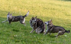 DSC_9754 HUCH