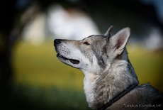 DSC_1228 Yari