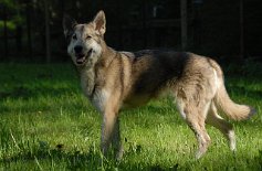 DSC_3039 Shala