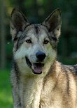 DSC_3041 Shala