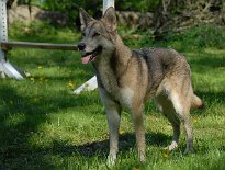 DSC_3043 Shala