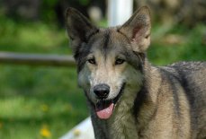 DSC_3044 Shala
