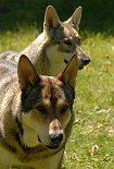 DSC_4801 Baldur und Timish