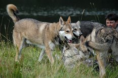 DSC_8882 Akira guckt nach den Weibern