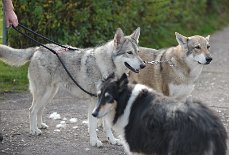 DSC_0713 Bowie, Ares und Dusty