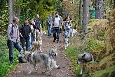 DSC_0735 wandern durch den saarländischen Wald
