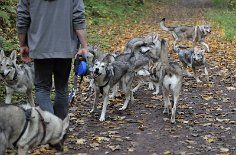 DSC_0806 gegenseitiges Kennenlernen unter den Hunden