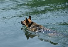 DSC_2198 Bora ist eine eifrige Schwimmerin