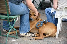 DSC_2313 Cael wird von seinem Frauchen verwöhnt.