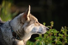 DSC_2453 Shaya