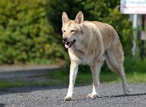 DSC_4932 Opa Aslan, der Vater von Nisha, Opa von Timish und Shaya und Uropa von Enya! Bald wird er 14 Jahre alt und ich hoffe, es geht ihm noch lange gut!