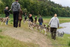 DSC_5702 Hundegewusel