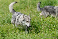 DSC_5708 Yasha
