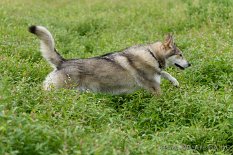 DSC_5709 Shaya