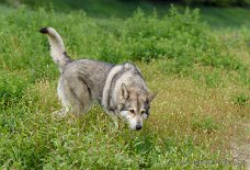 DSC_5711 Shaya
