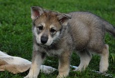 DSC_0324_Shaya_43_Tage 6 Wochen alt
