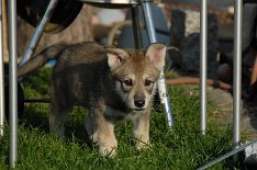 DSC_1725_Shaya_49_Tage 7 Wochen alt