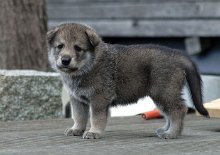 DSC_6264_Shaya_27_Tage 4 Wochen alt